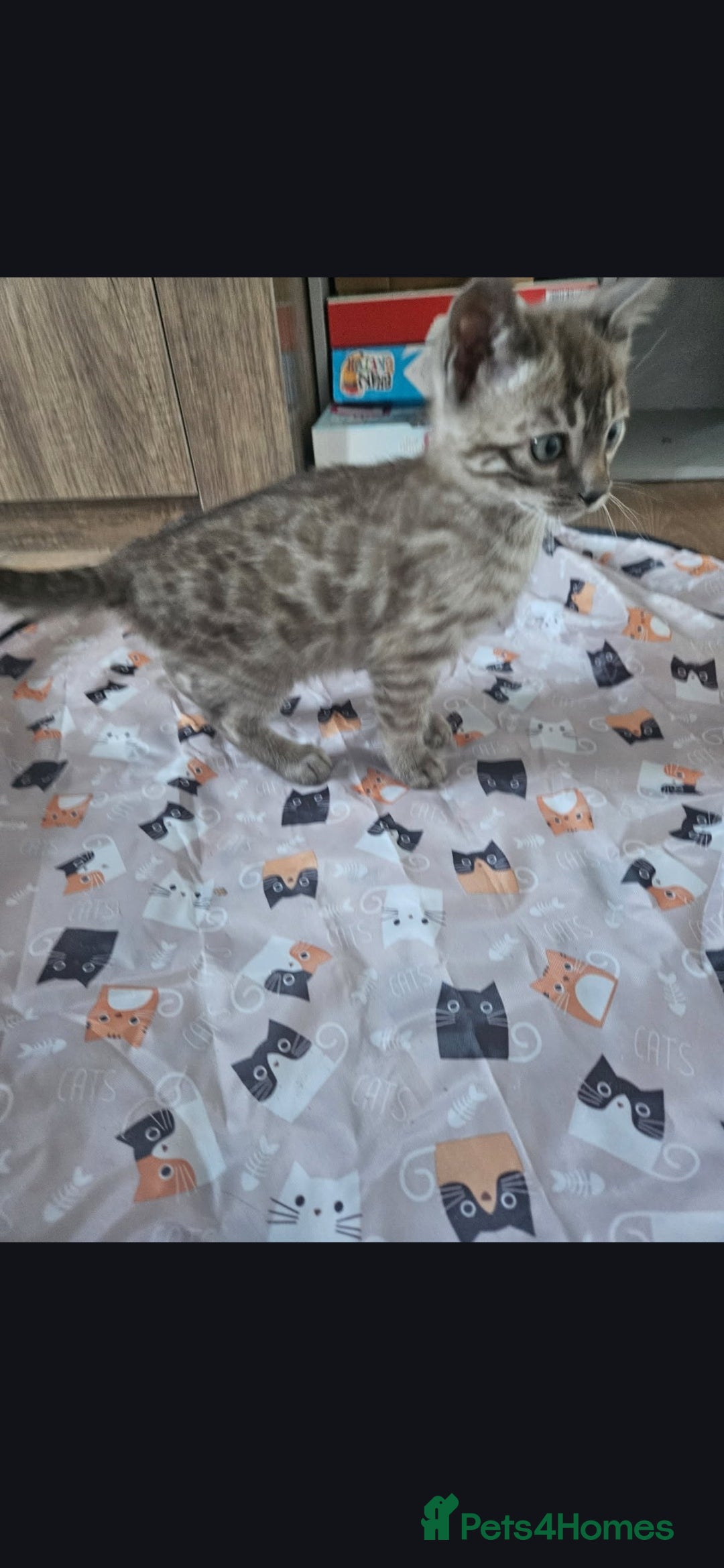 Bengal cats for sale: Bengal kittens ready Jan 30th - Advert 9