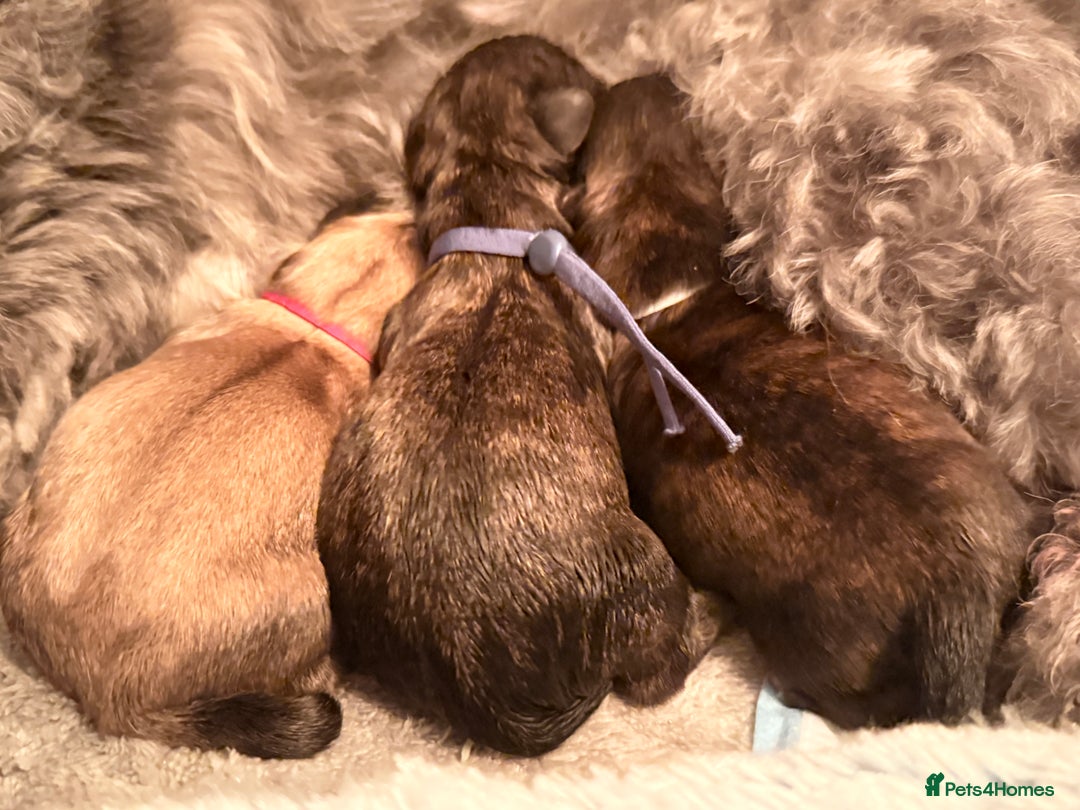 Lhasa Apso dogs for sale: Beautiful Pure Lhasa Apso Puppies - 1 boy,1 girl - Advert 1