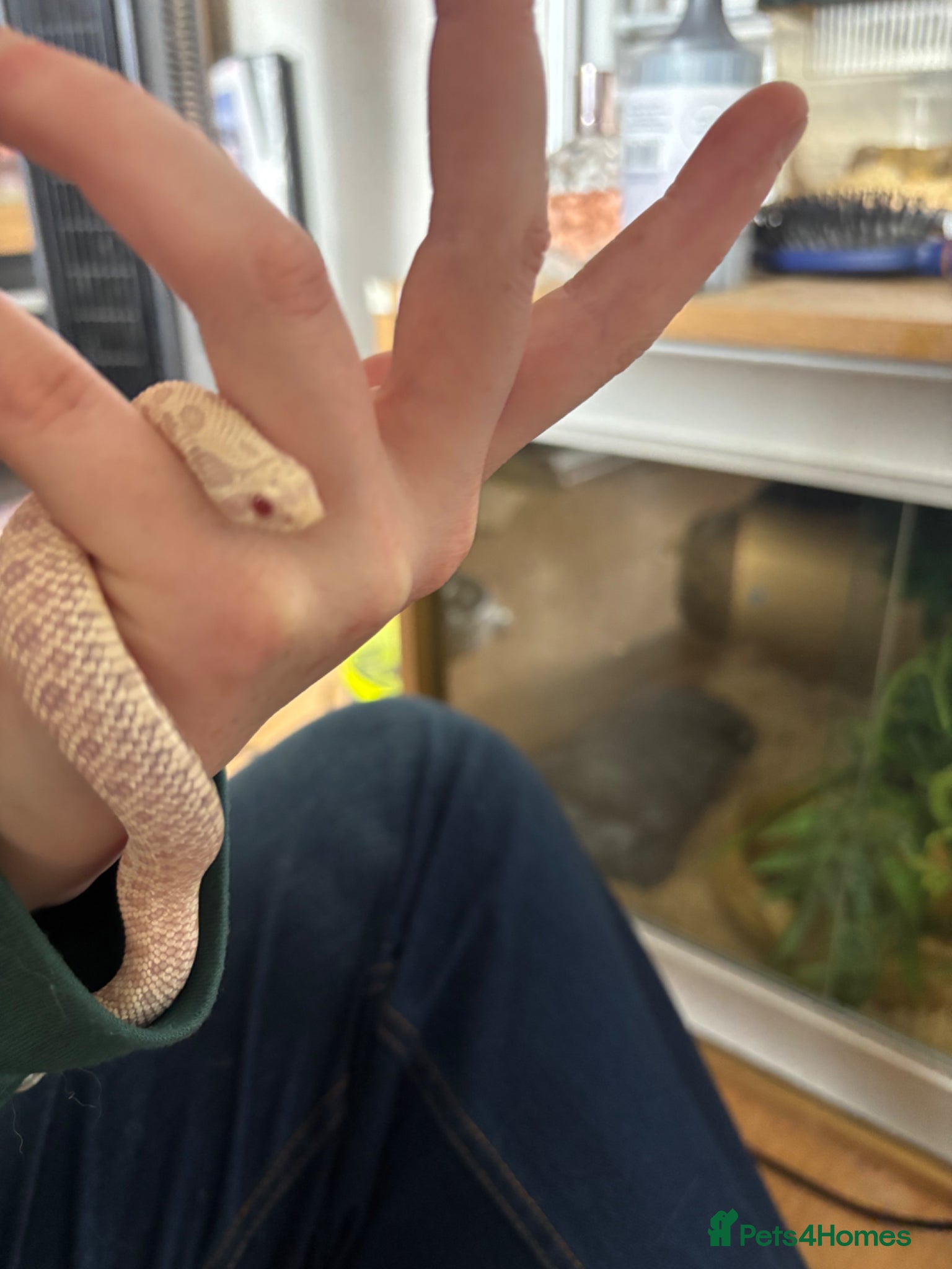 Snake reptiles for sale: Snow hognose  in Warrington - Advert 2
