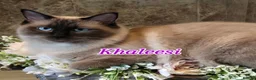 Ragdoll cats for sale: Gorgeous Pedigree ragdoll  - Advert 2