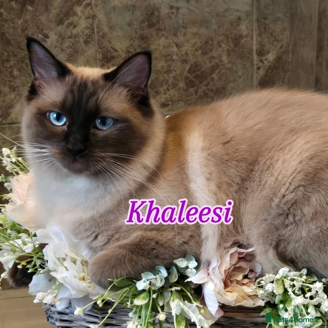 Ragdoll cats for sale: Gorgeous Pedigree ragdoll  - Advert 2