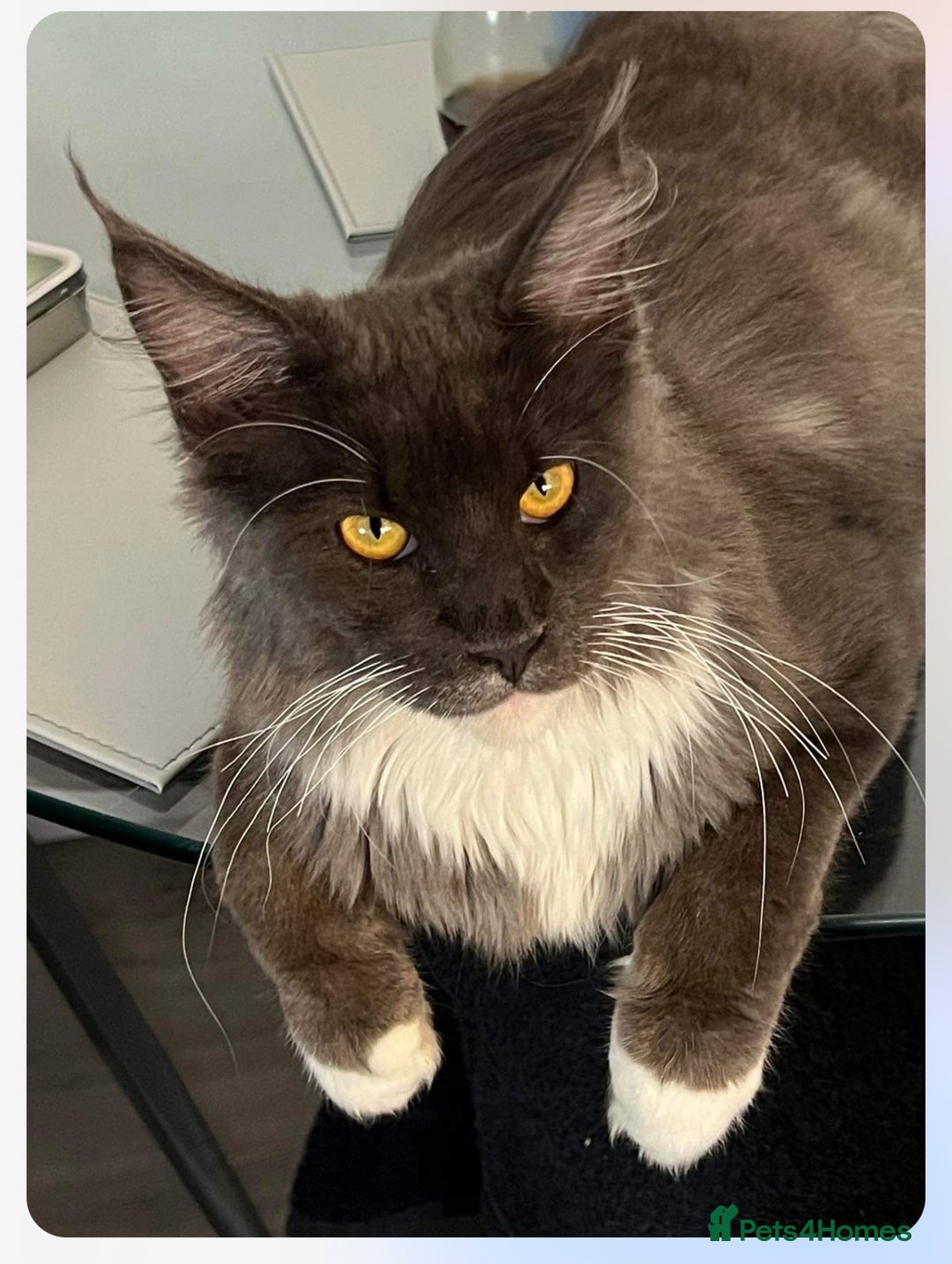 Maine Coon cats for sale: Price reduced   PEDIGREE MAINECOON KITTENS  - Image 12