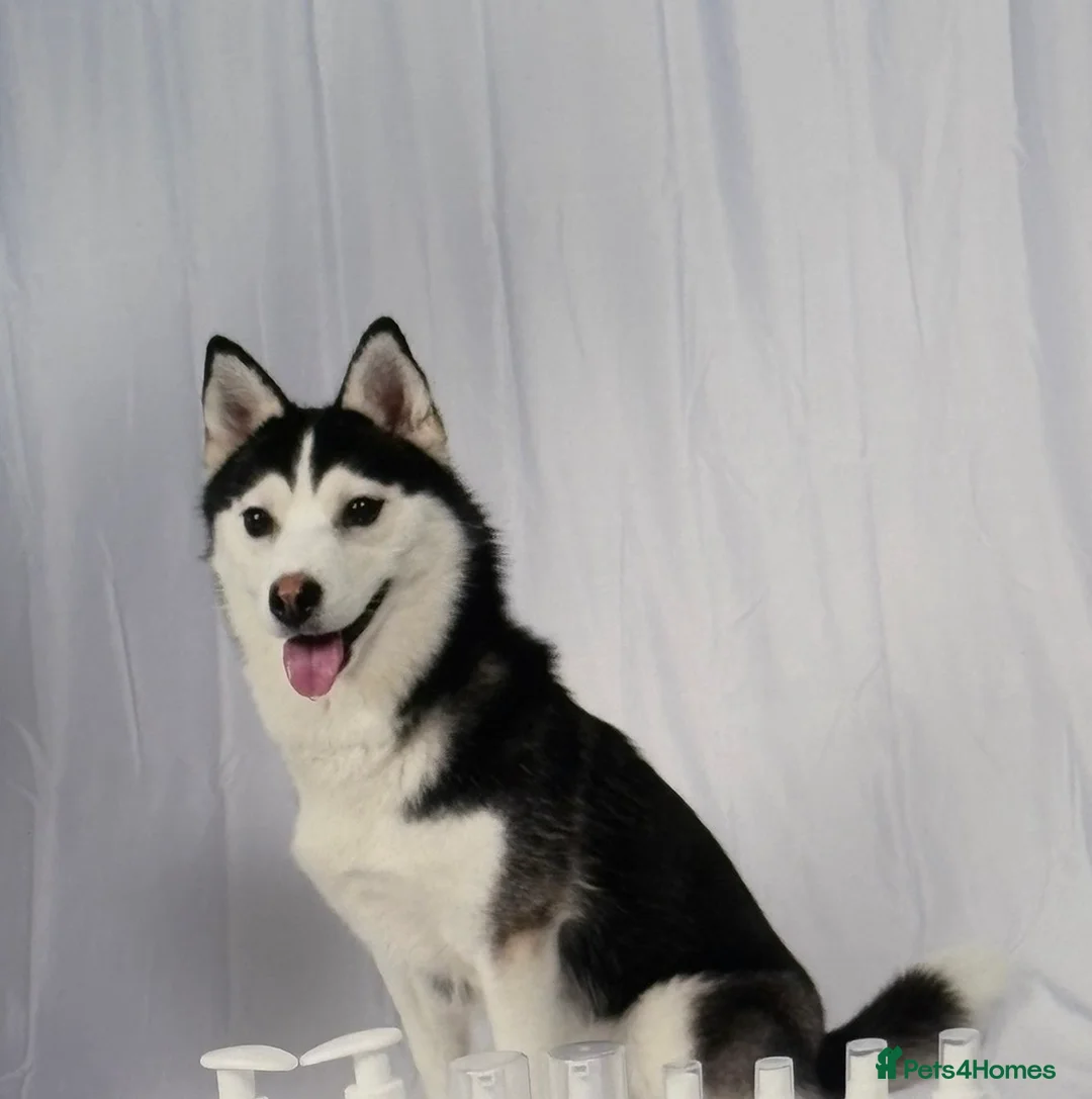 Pomsky dogs for sale: F2 Pomsky Puppies – Luna’s Pride Litter  - Advert 6