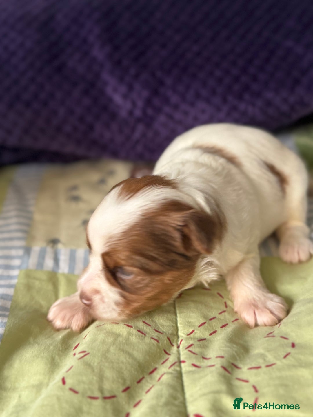 Biewer Terrier dogs for sale: Superb pedigree Biewer pups - DNA Health tested - Advert 21
