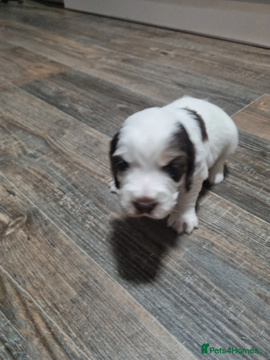 Cocker Spaniel dogs for sale:  Show Cockerspaniel puppies - Advert 7