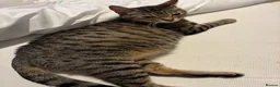 Bengal cats for sale:  Bengal kittens ready for their forever home - Advert 1