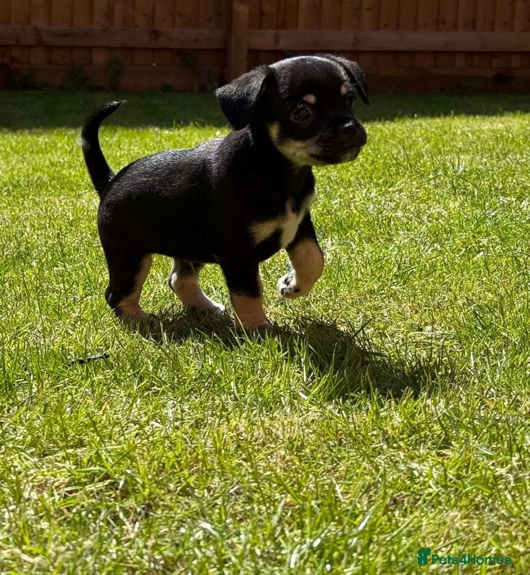 Jack Chi dogs Jackchi for sale  - Advert 2