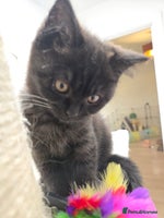 British Shorthair cats British shorthair kittens Smoked black £500 - Advert 1
