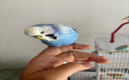 Budgerigars birds for sale: 2 Budgies for re homing - Image 6