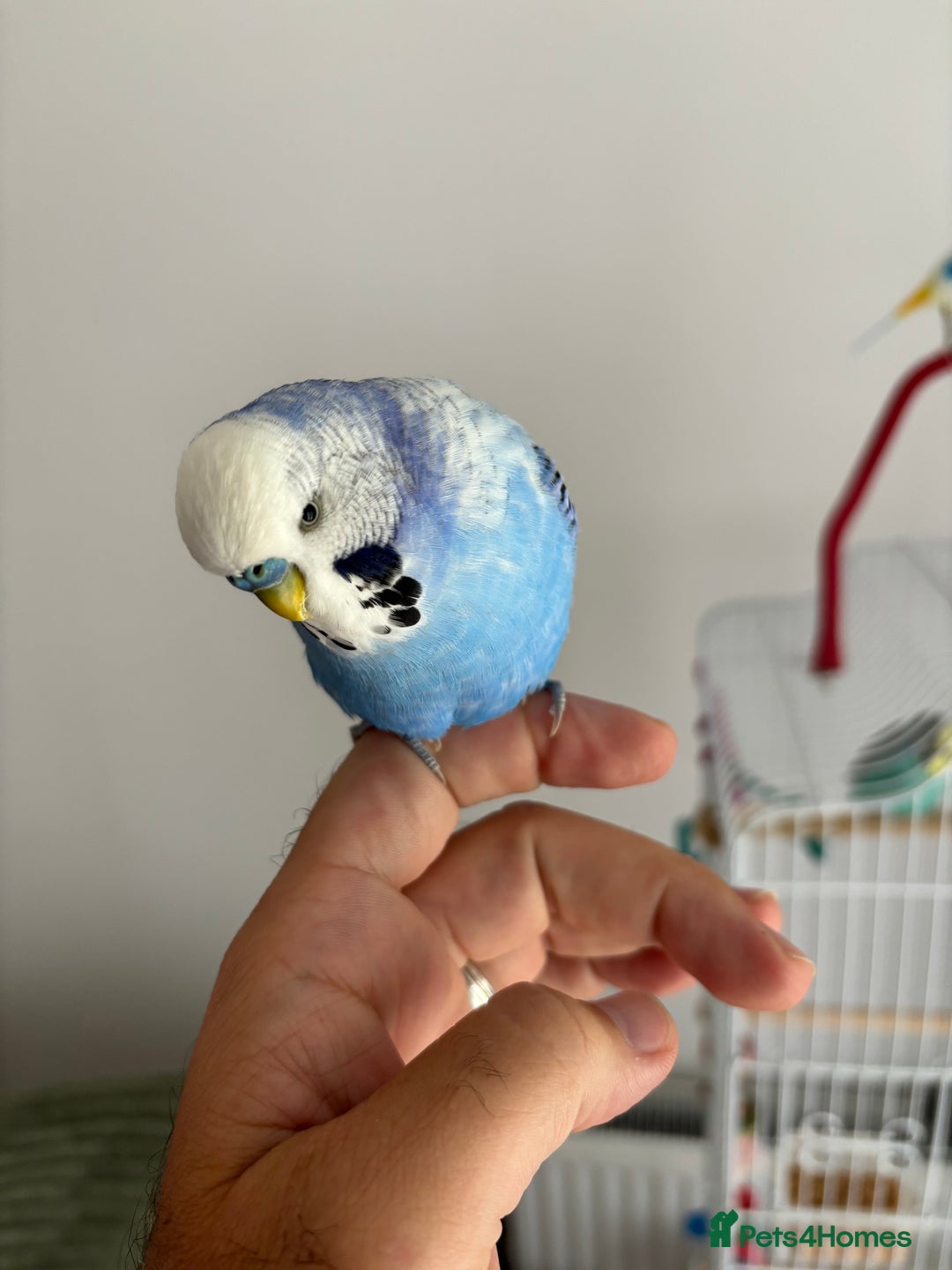 Budgerigars birds for sale: 2 Budgies for re homing - Image 6