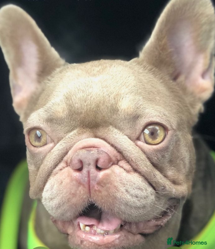 French Bulldog dogs Beautiful French bulldog girl 💪🏽 - Advert 18