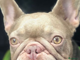 French Bulldog dogs Beautiful French bulldog girl 💪🏽 - Advert 18