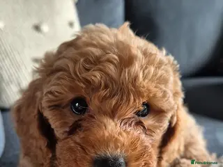 Cockapoo dogs Cockapoo babies - Advert 1