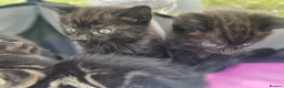 Mixed Breed cats for sale: Half Bengal Kittens - Advert 9