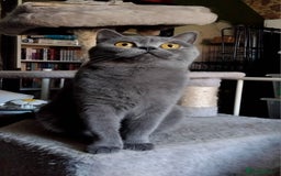 British Shorthair cats for sale: British Shorthair cats looking for new home - Image 4