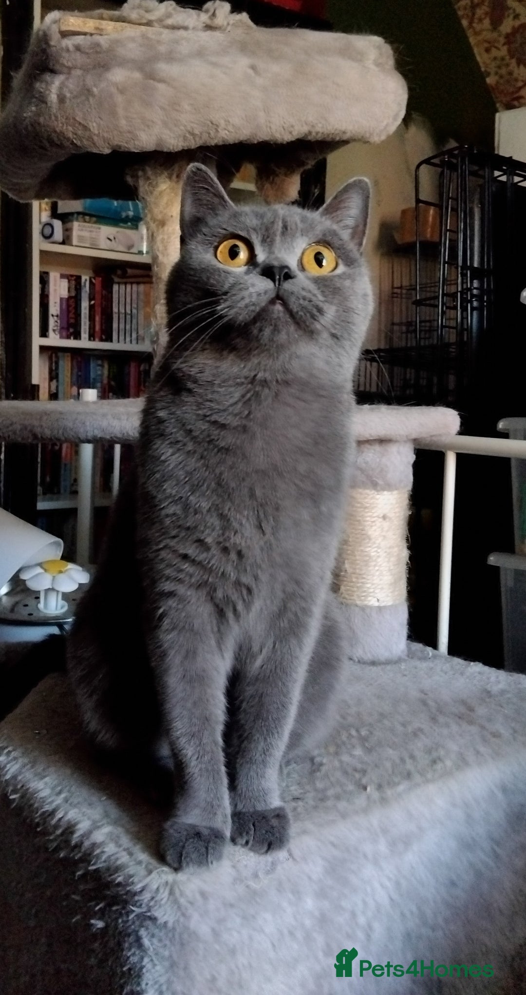 British Shorthair cats for sale: British Shorthair cats looking for new home - Image 4