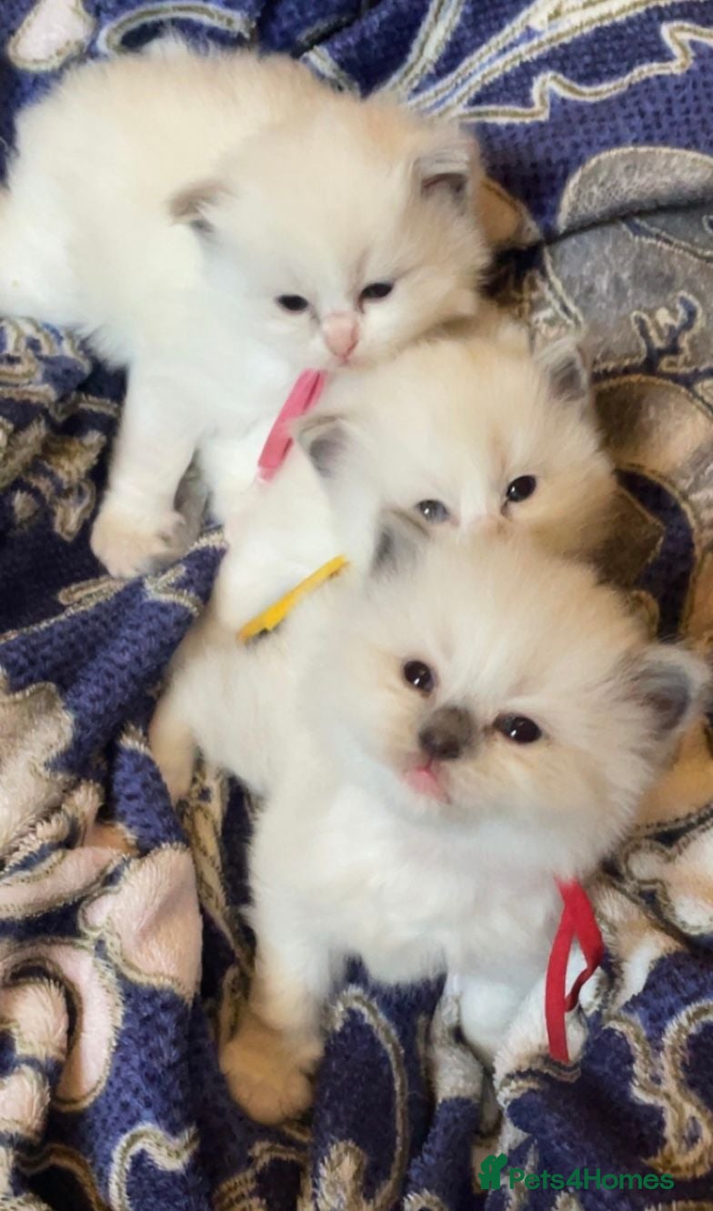 Ragdoll cats Stunning Ragdoll Kittens - Advert 1