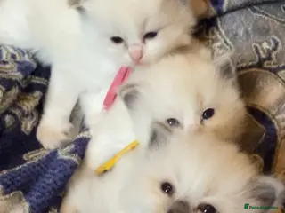 Ragdoll cats Stunning Ragdoll Kittens - Advert 1