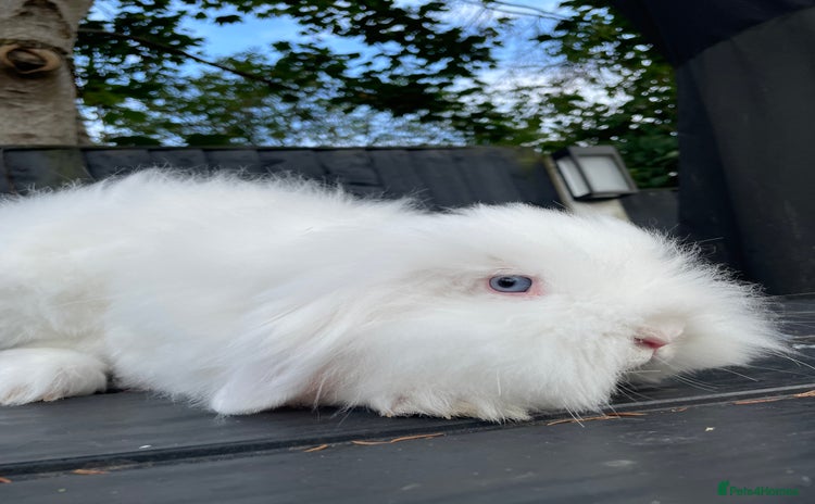 Mini Lion Lop rabbits - Advert 1