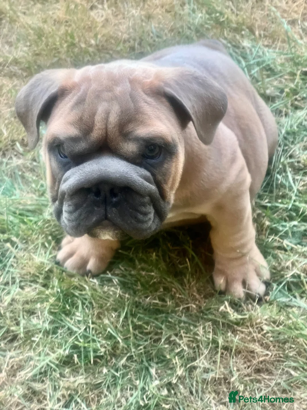 English Bulldog dogs for sale: 2 Beautiful English Bulldog Boys  in Newark - Advert 2