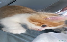Ragdoll cats for sale: Ragdoll Kittens - Image 10