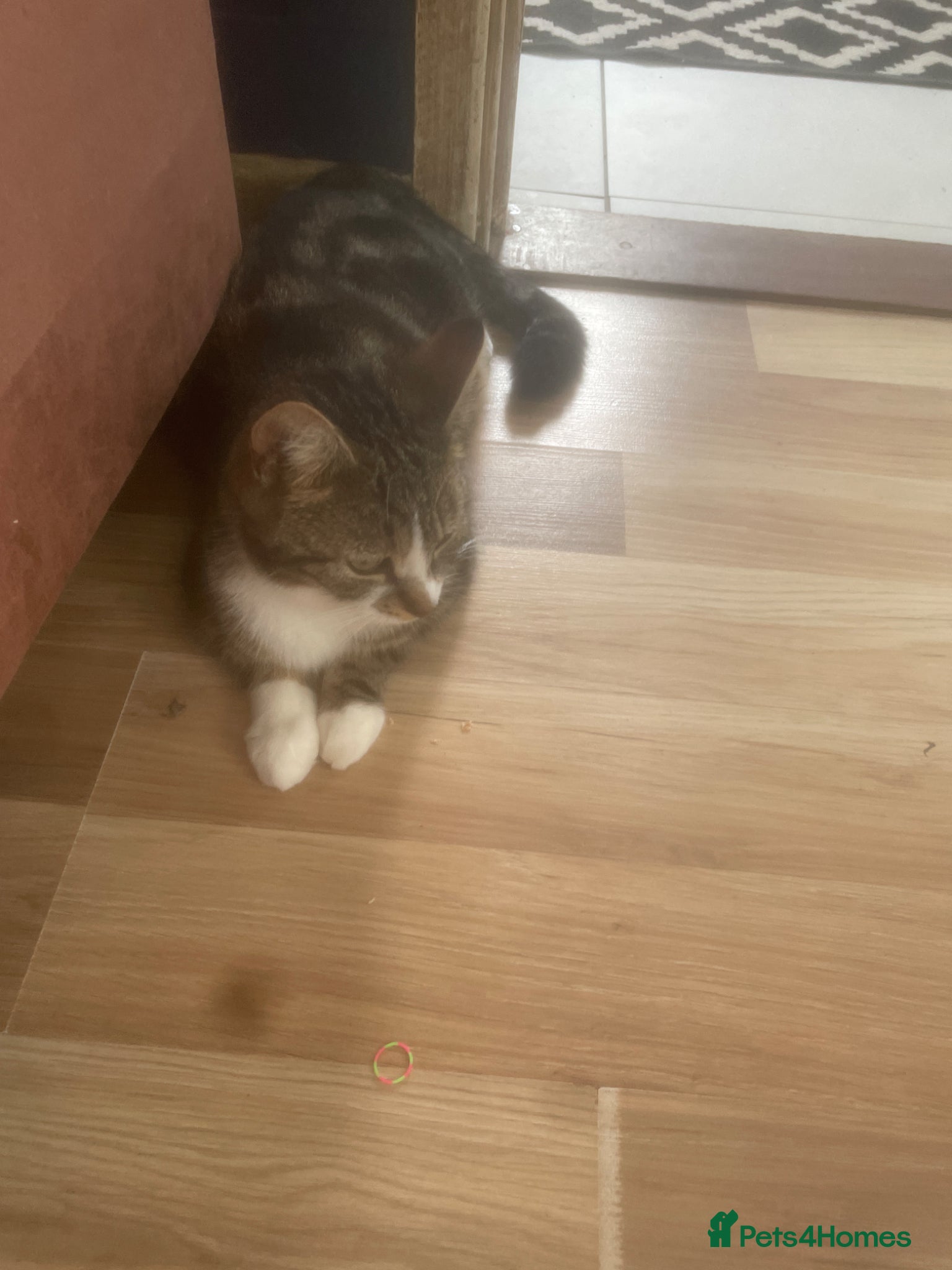 British Shorthair cats for sale: Four beautiful chunky kittens grey blue  - Advert 5