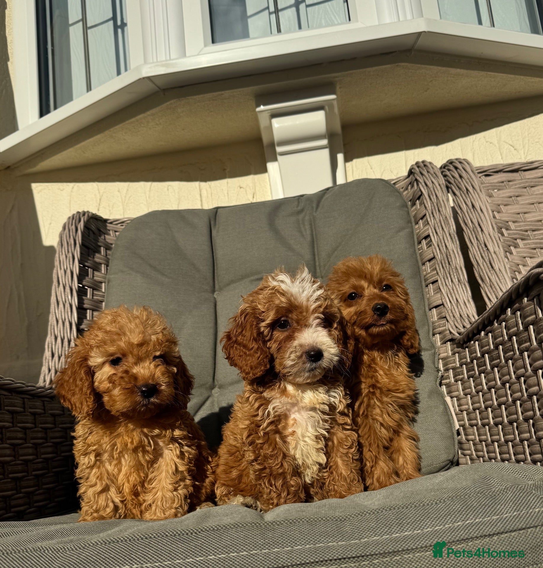 Cockapoo dogs F1 pra clear Cockapoos (council licensed) - Advert 1