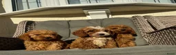 Cockapoo dogs for sale: F1 pra clear Cockapoos (council licensed) - Advert 1
