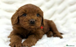 Australian Labradoodle dogs for sale: Red Female Australian Labradoodle Ready 22/10/25 - Image 2