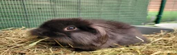 Mini Lion Lop rabbits for sale: Stunning Mini Lion Lops - READY SATURDAY - Advert 30