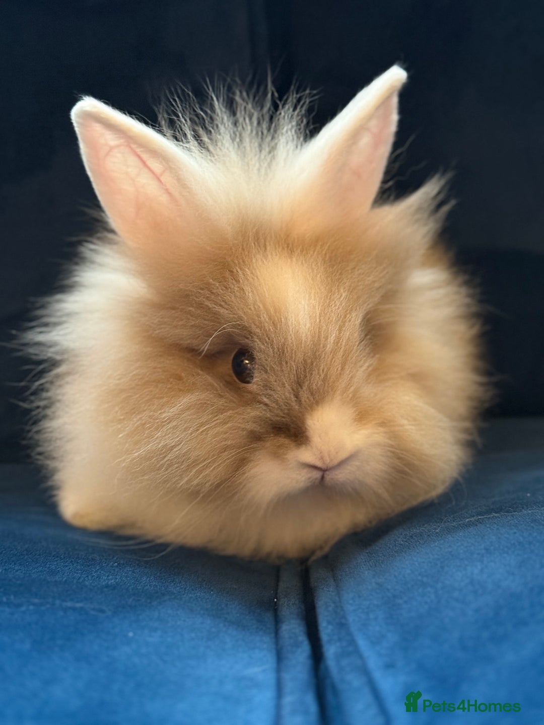 Mixed Breed rabbits for sale: Male and female Rabbits - Advert 2