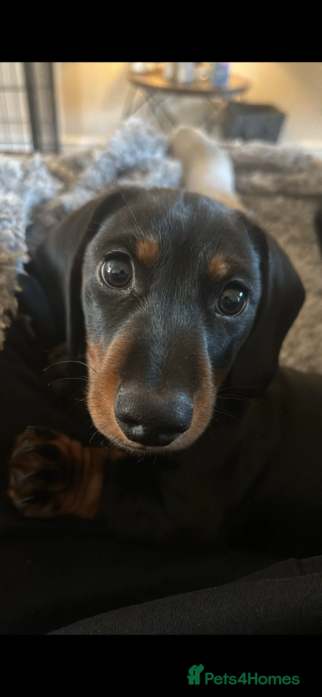 Miniature Dachshund dogs for sale: 6 month old Black and Tan Mini Dachshund  - Advert 9