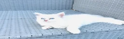 Ragdoll cats for sale: GCCF BEAUTIFUL RAGDOLL KITTENS  - Advert 19