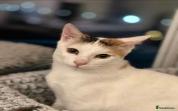 Mixed Breed cats for adoption: [Indoors only] Katzie - Cuddly and Playful girl! - Image 11