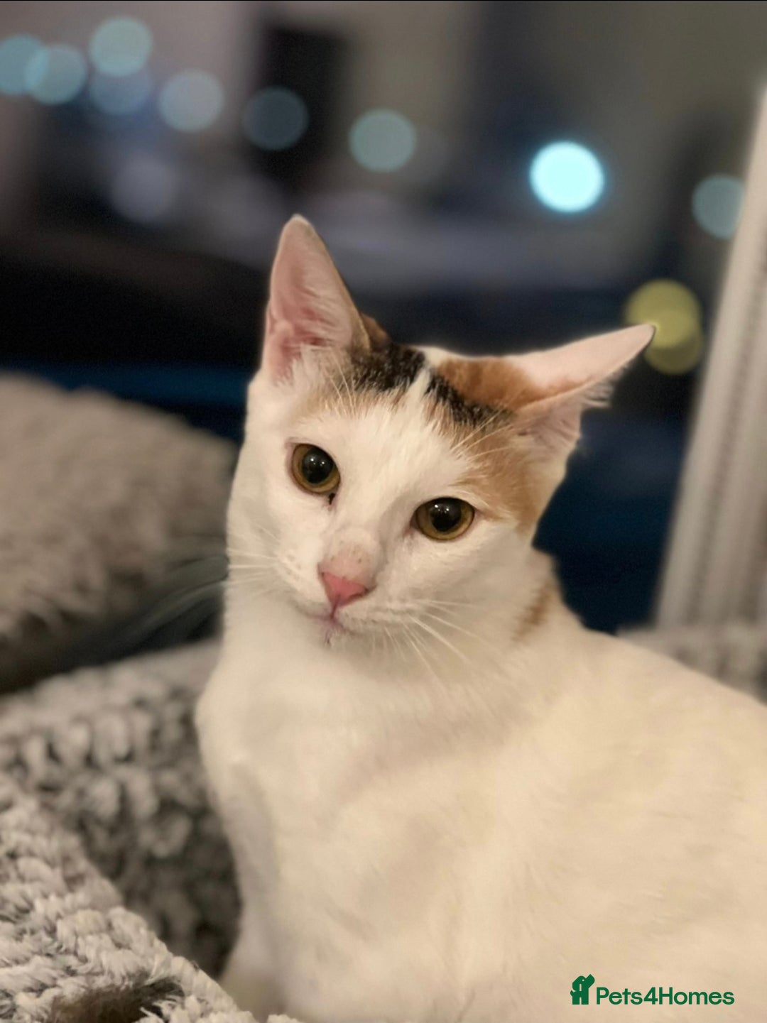 Mixed Breed cats for adoption: [Indoors only] Katzie - Cuddly and Playful girl! - Image 11