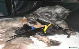 Maine Coon cats for sale: Maine Coon Kittens Smokes Large Russian Lines - Image 18