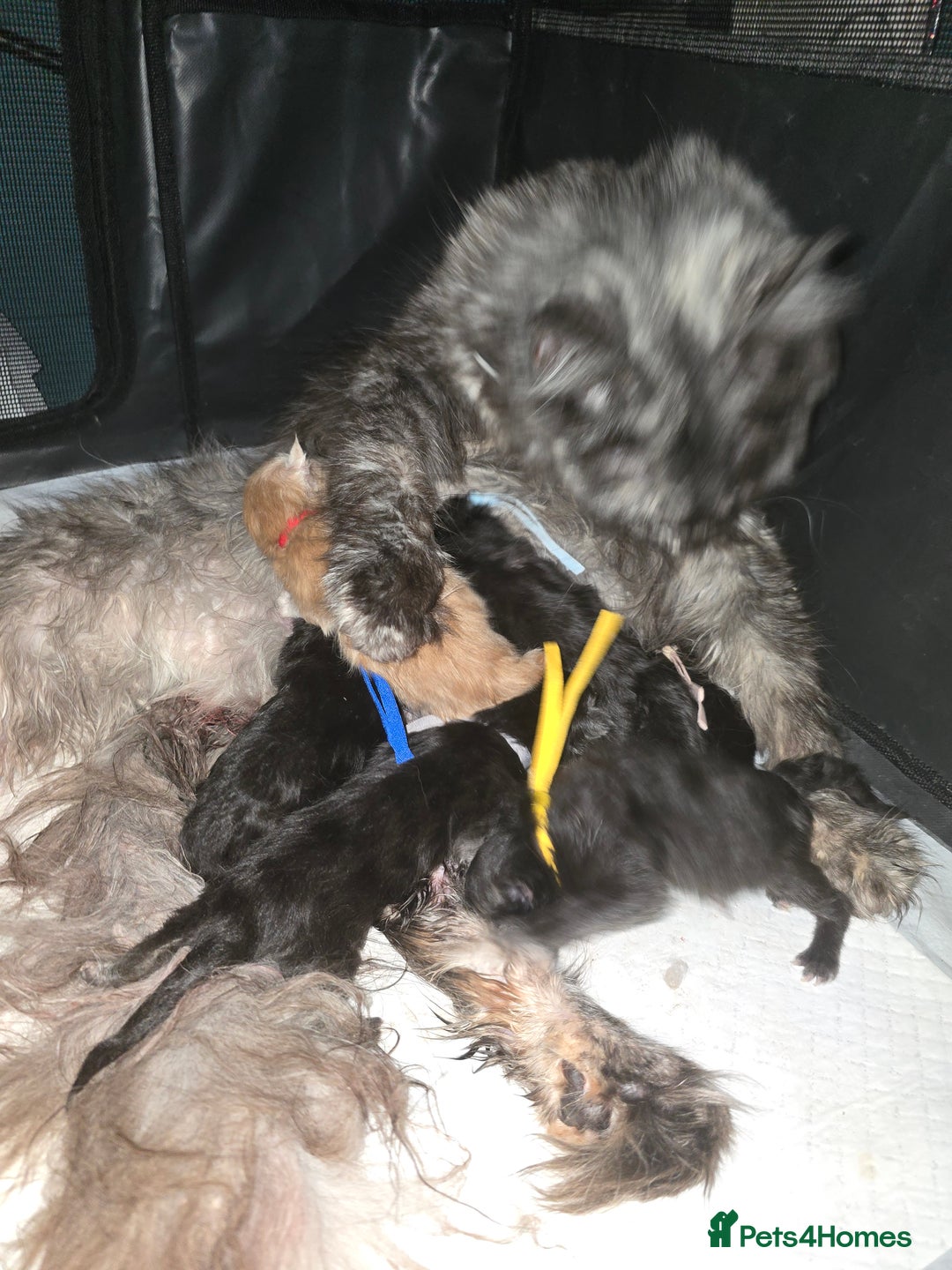 Maine Coon cats for sale: Maine Coon Kittens Smokes Large Russian Lines - Image 18