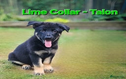 German Shepherd dogs for sale: 🔹️beautiful purebred straight back KC gsp's🔹️ - Image 11