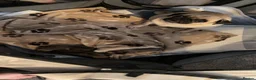 Frug dogs for sale: frug babys - Advert 6