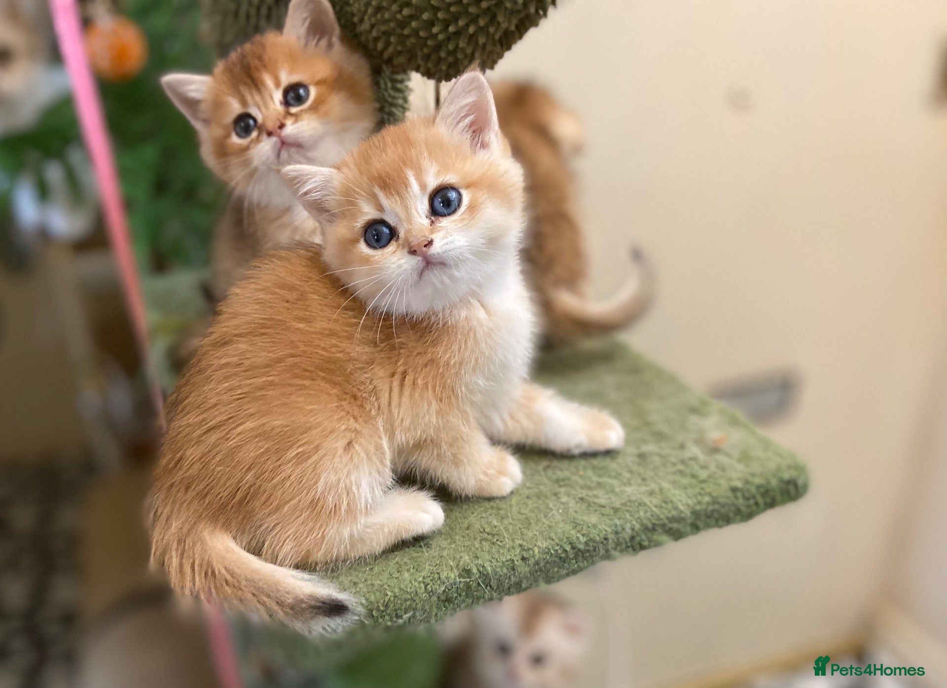 British Shorthair cats Full Pedigree British short hair kittens  - Advert 2