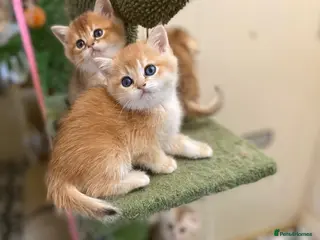 British Shorthair cats Full Pedigree British short hair kittens - Advert 2