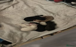 Cockapoo dogs for sale: F1b cockerpoo puppies - Image 1