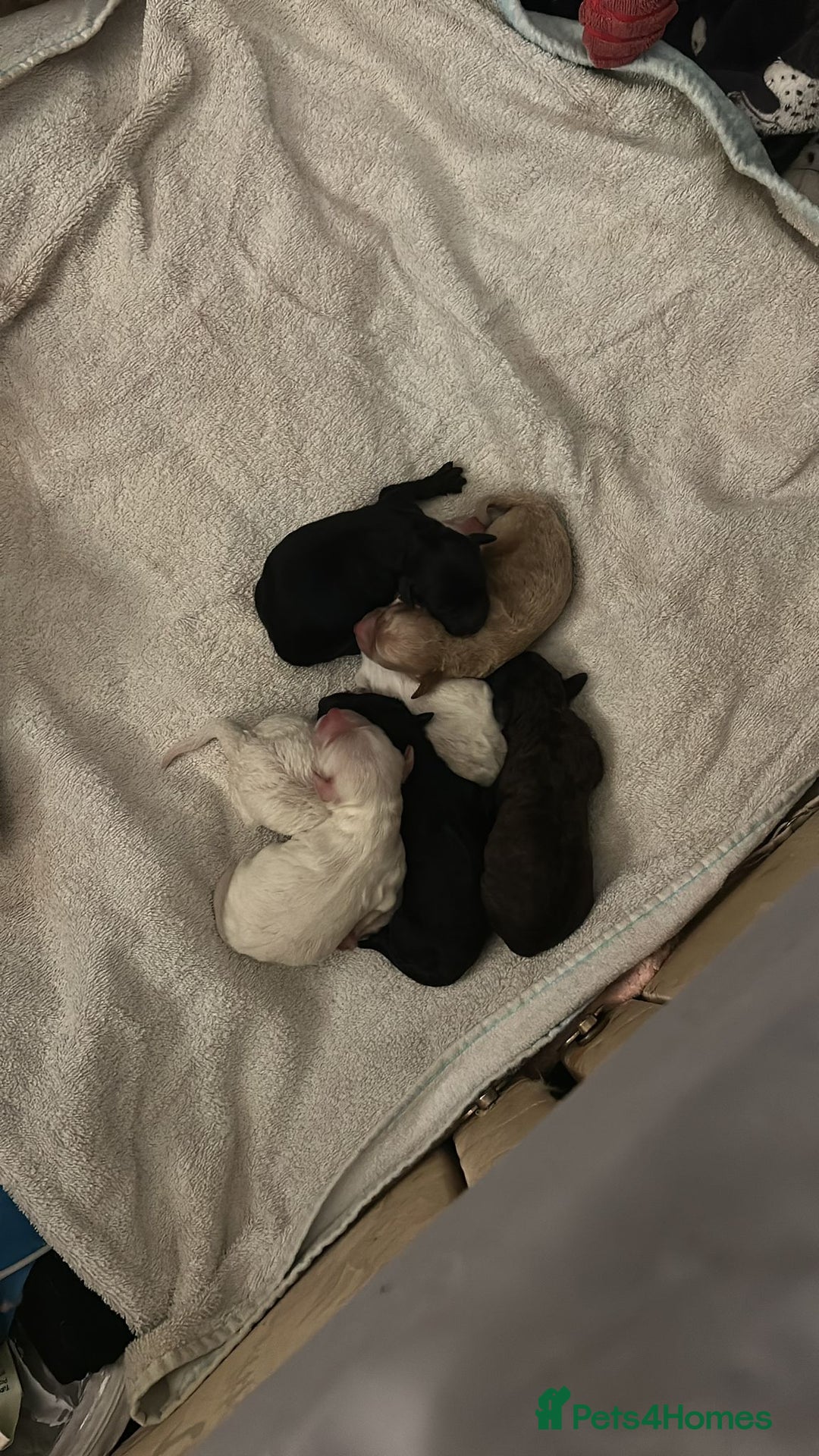 Cockapoo dogs for sale: F1b cockerpoo puppies - Image 1