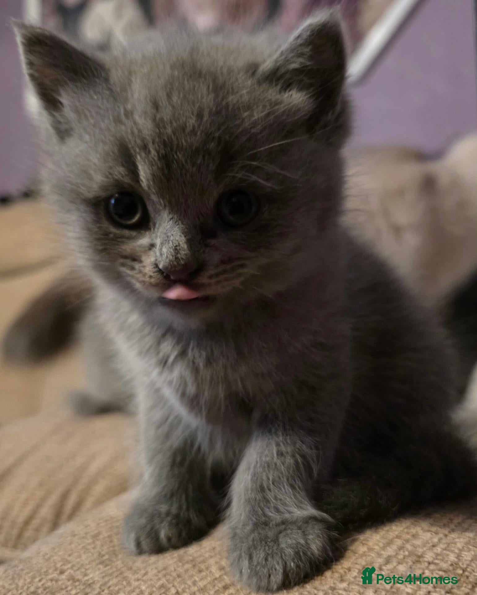 British Shorthair cats Beautiful Confident and Loving Kittens. - Advert 1