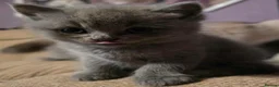 British Shorthair cats for sale: Beautiful Confident and Loving Kittens. - Advert 5