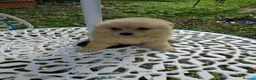 Pomeranian dogs for sale: Stunning palmeranian puppies for sale 8 weeks old. - Advert 4