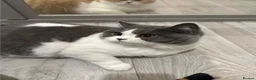 British Shorthair cats for sale: Beautiful Family-Raised Kittens in Guildford - Advert 1