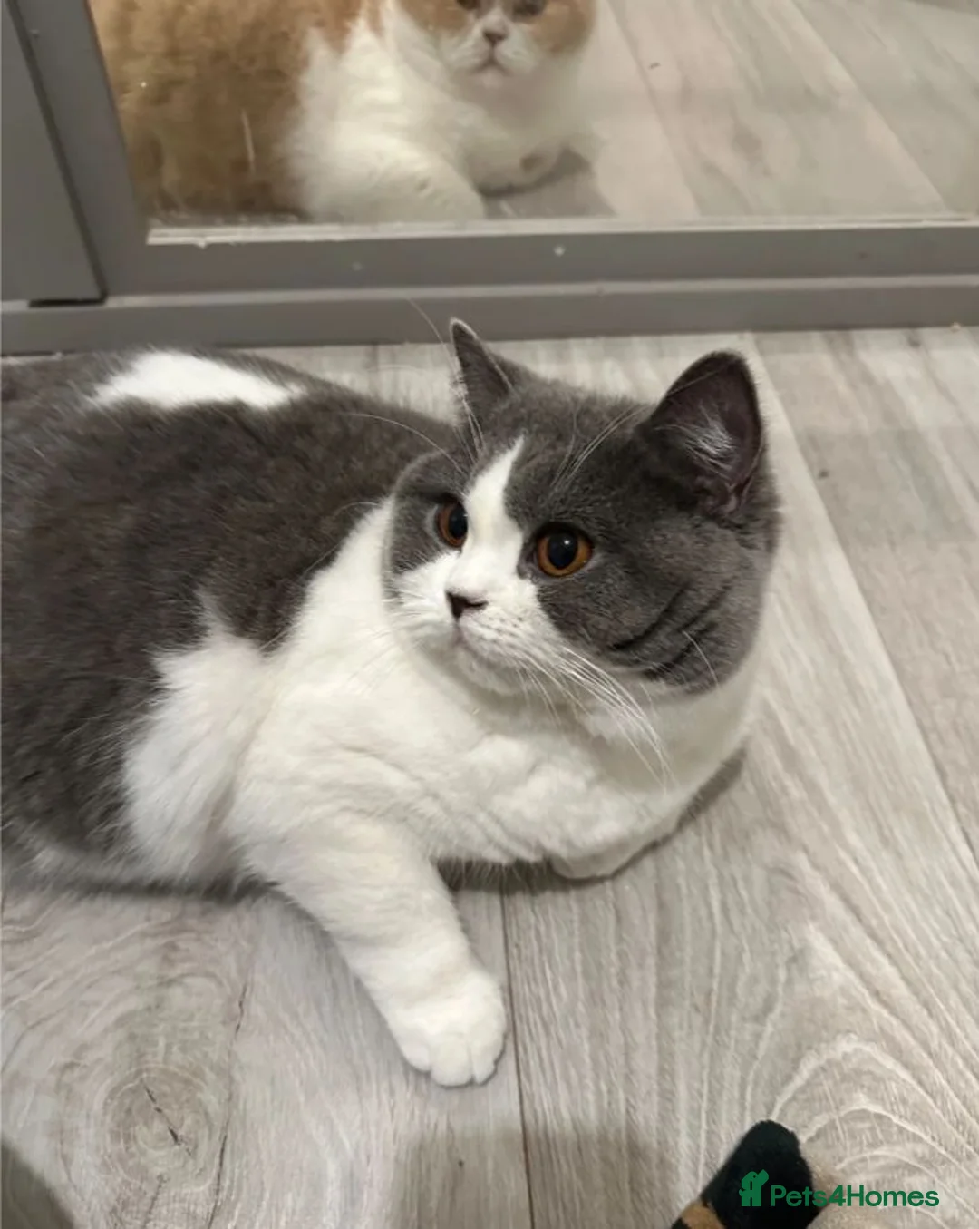 British Shorthair cats for sale: Beautiful Family-Raised Kittens in Guildford - Advert 1