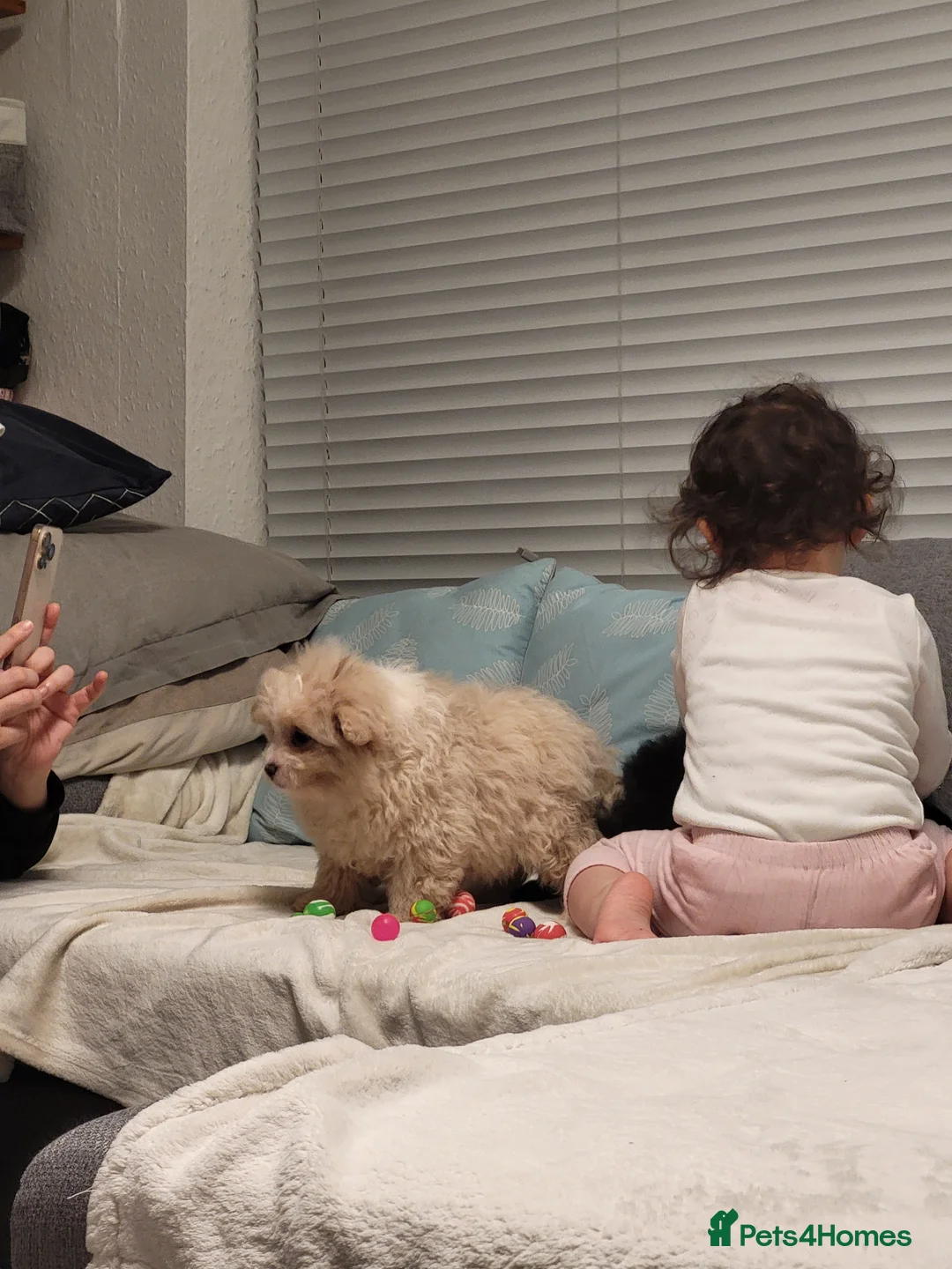 Pomapoo dogs for sale: Stunning Pomapoo Boys Looking for Love 🐾 - Advert 16