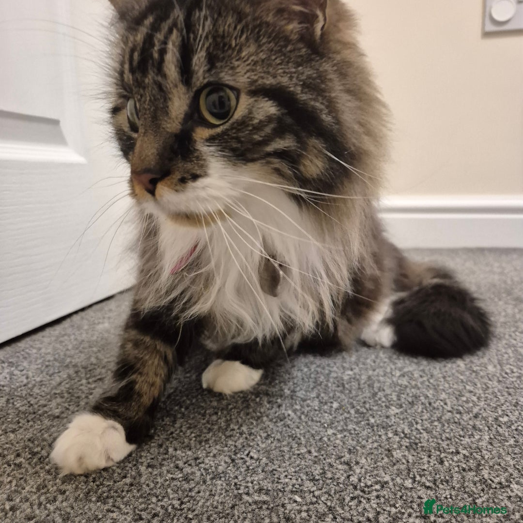 Mixed Breed cats for sale: Friendly Mixed-Breed Male Cat - Advert 7